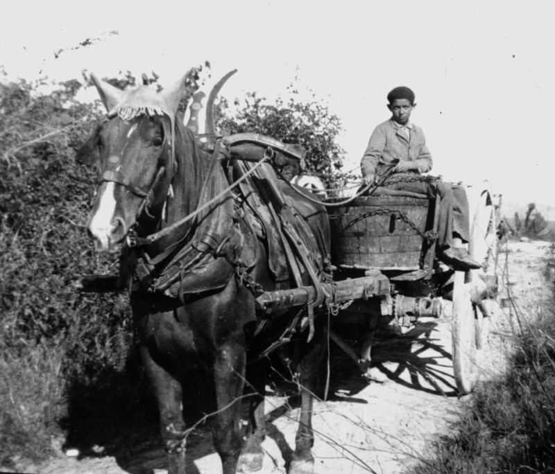 Laurent Tortosa pendant les vendanges 1925