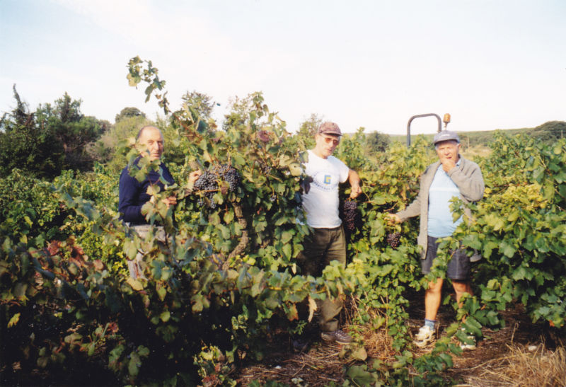 vendanges 1972