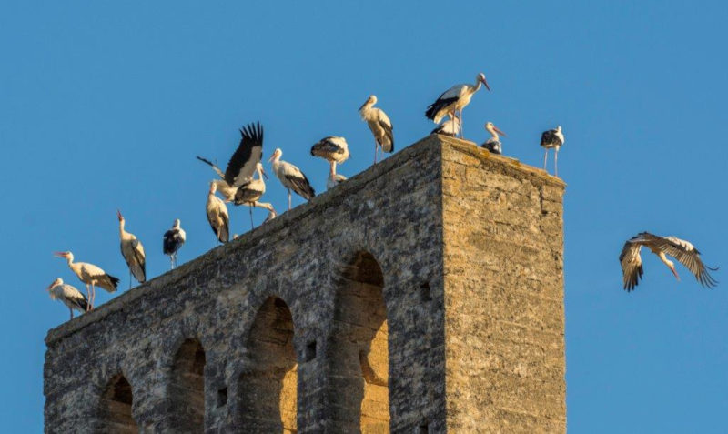 Cigogne blanche