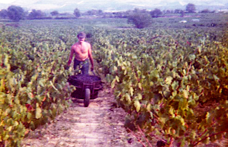 Philippe Caprouge "sort" une comporte, vendanges 1978