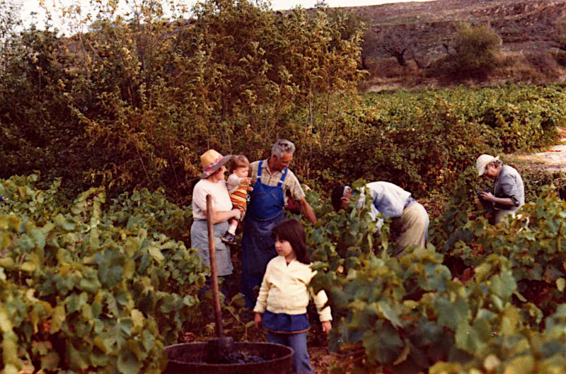 VENDANGES 1978